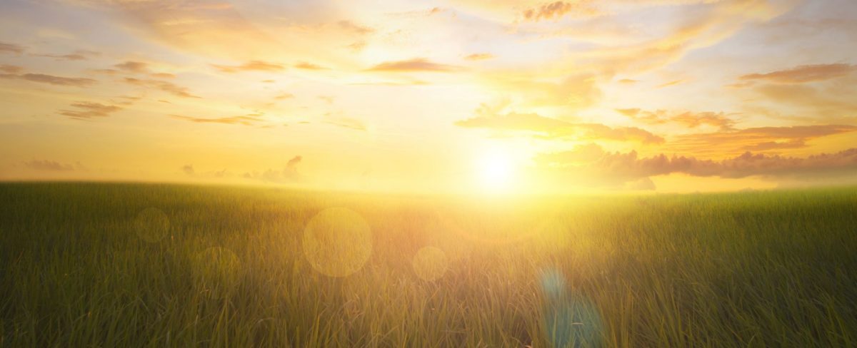 L’immagine che accompagna la News sulla rendicontazione in tema di sostenibilità per il 2022, ritrae un grande prato verde illuminato dal sole che sorge